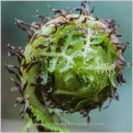 Sword Fern Fiddlehead