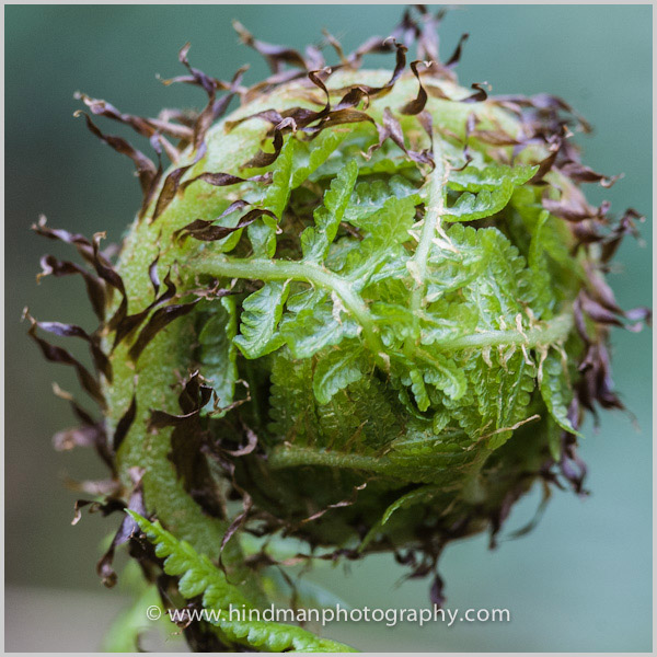 Sword Fern Fiddlehead
