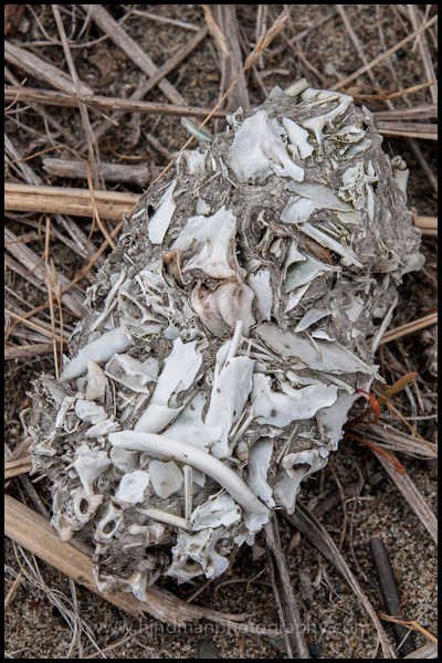 Owl pellet at Damon Point