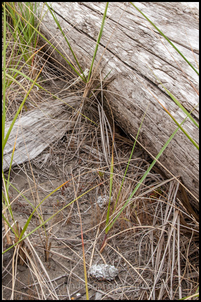 Bird skull and owl pellets beside driftwood log at Damon Point