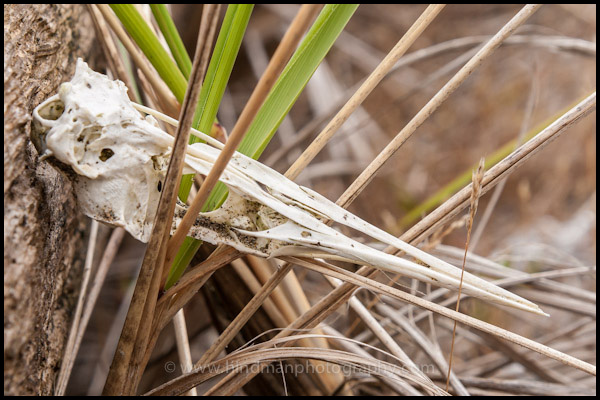 Bird Skull at Damon Point