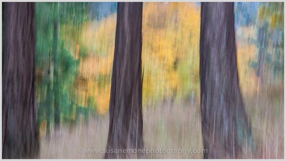 Douglas fir trunks highlighted by maple leaves
