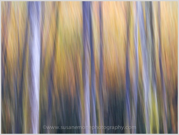 Aspen trees on a late Fall day 