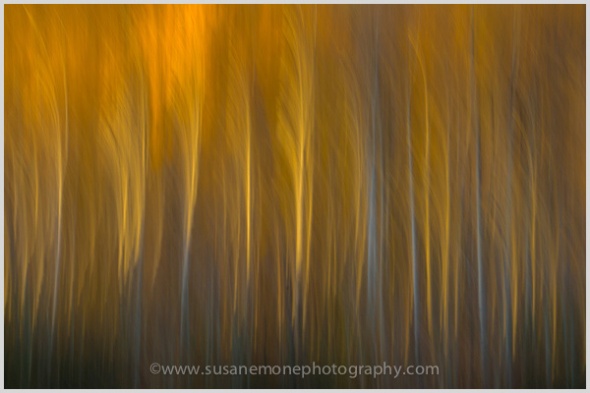 Aspen trees with sunset light in the fall