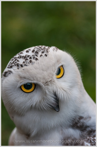 Snowy Owl
