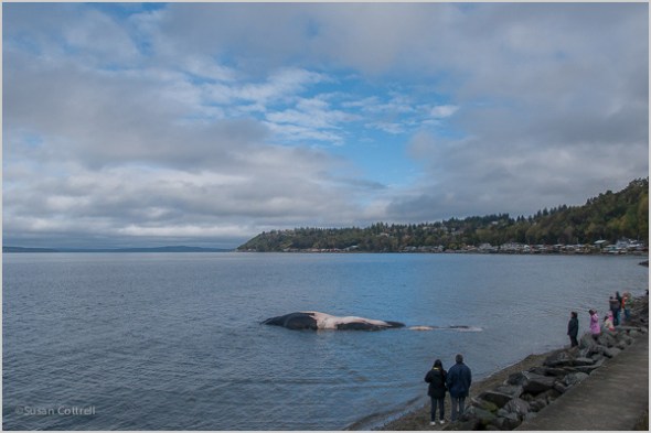 Fin Whale at Seahurst Park