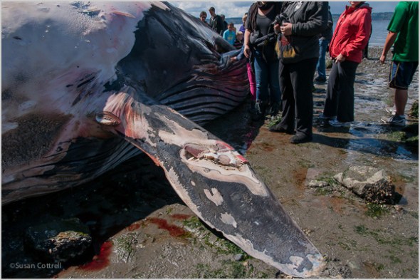 Fin Whale at Seahurst Park