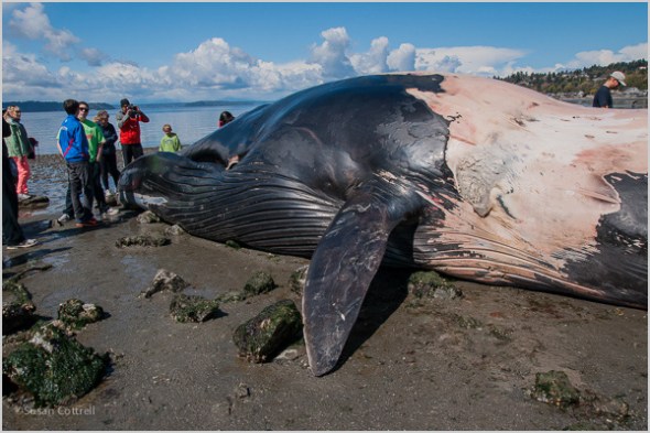 Fin Whale at Seahurst Park