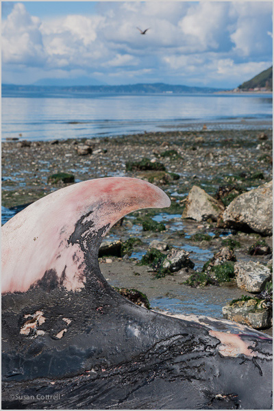 Fin Whale at Seahurst Park