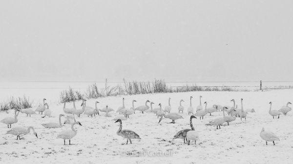 Trumpeter Swans in the snow on the Samish Flats, Skagit County, WA