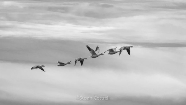 Snow Geese