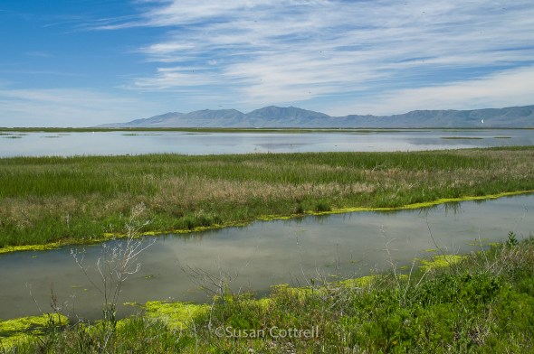 Bear River Migratory Bird Refuge