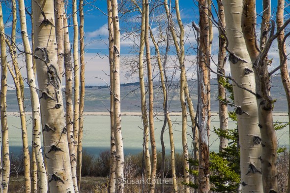 Aspen grove near Upper Red Rock Lake