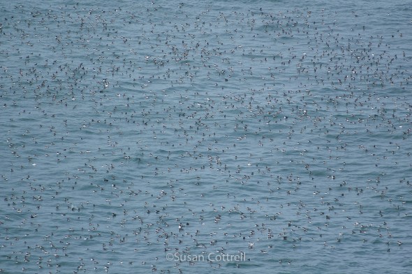 Common Murres on the water near their nesting rock