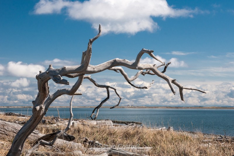 Dungeness Spit looking toward the Lighthouse