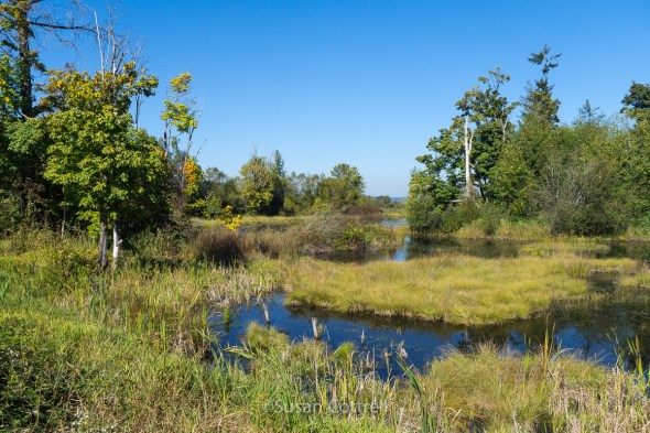 Nisqually National Wildlife Refuge