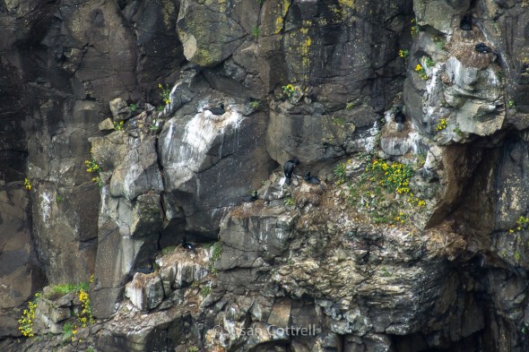 Pelagic Cormorants nesting on cliffs below Cape Meares