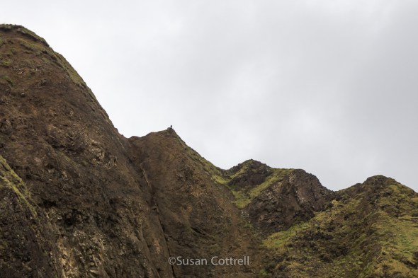 How to find a Peregrine Falcon- Look up, check ridge lines. There it is.